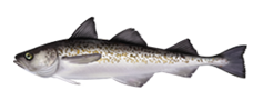 Alaskan Pollock - Theragra chalcogramma