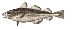 Atlantic Cod - Gadus morhua