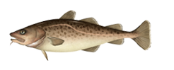 Pacific Cod - Gadus macrocephalus